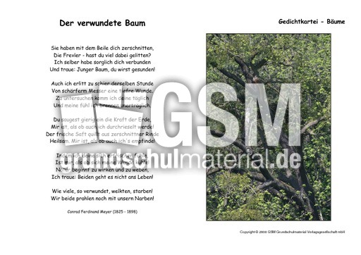 Der verwundete Baum-Meyer.pdf
